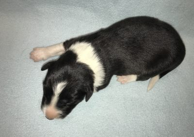 Percy_1