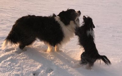 Die Buben haben Spaß im Schnee