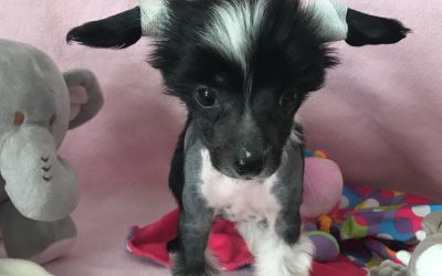 Chinese Crested B-Wurf – 7. Woche