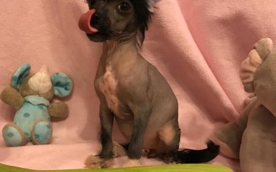Chinese Crested B-Wurf – 9. Woche